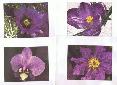 Purple Flowers Advent 2005 Bulletin Covers